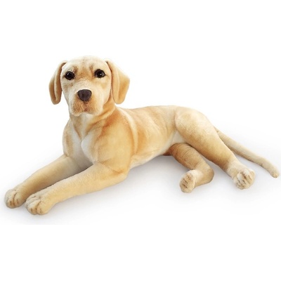 ležící pes Labrador zlatý