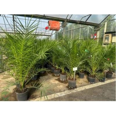 Datľovník kanársky (Phoenix canariensis) - výška 120-140 cm, kont. C10L (-6°C)