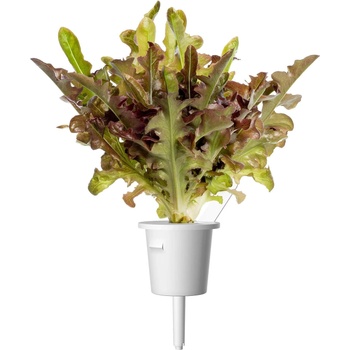 Click & Grow Семена Click and Grow Червена маруля Дъбов лист, 3 броя (SGR95X3)