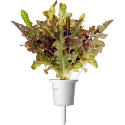 Click & Grow Семена Click and Grow Червена маруля Дъбов лист, 3 броя (SGR95X3)