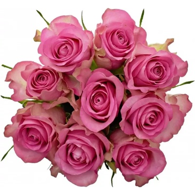 Florea Kytice 9 růžových růží ROYAL JEWEL 50 cm