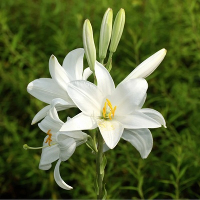 Lilie bělostná - Lilie kostelní - Lilium candidum - cibuloviny - 1 ks