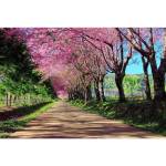 DIMEX ART Флизелинов фототапет цъфтяща алея 375 x 250 см