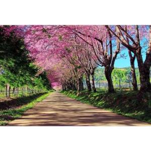 DIMEX ART Флизелинов фототапет цъфтяща алея 375 x 250 см