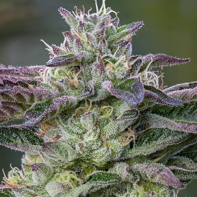 Anesia Seeds The Sin semienka neobsahujú THC 10 ks