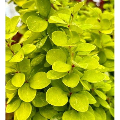 Berberis Thunbergův – Berberis thunbergii 'Neon Gold'(R)