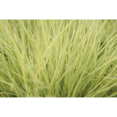 Kostrava FloraSelf Festuca glauca 'AmiGold' 5-15 cm kvetináč 0,5 l