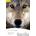 White Fang + CD