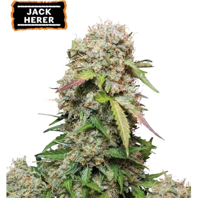 Seedstockers Jack Herer AUTO semena neobsahují THC 1 ks – Sleviste.cz