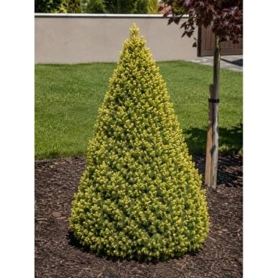 Smrek biely (Picea glauca) ´RAINBOW´S END´ – výška 10-20 cm, kont. C2L