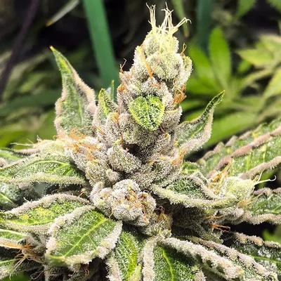 Ministry Of Cannabis Mamacita's Cookies semienka neobsahujú THC 2 ks