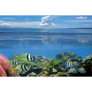 DIMEX ART Флизелинов фототапет подводно 375 x 250 см