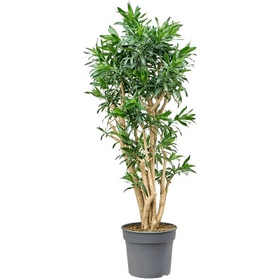 Pleomele reflexa Branched Pots. 38x150 cm