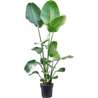 Strelitzia nicolai 2pp 27x200 cm