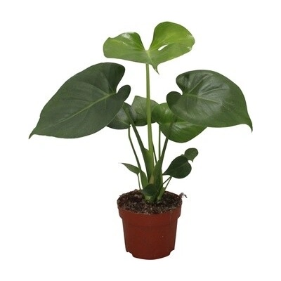Monstera deliciosa 12x35 cm