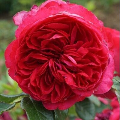 Tantau® Катерлива Роза Deep Love® - (Tantau®)