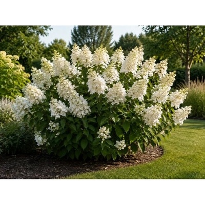 Hortenzia metlinatá (Hydrangea paniculata) ‘UNIQUE’ - výška 40-60 cm, kont. C2L