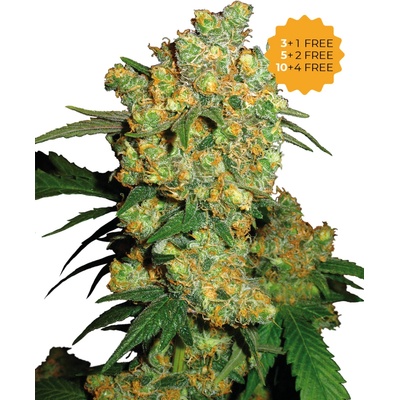 Sensi Seeds Big Bud semienka neobsahujú THC 25 ks