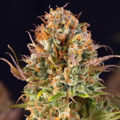 PowerStrains 5Star AUTO Orange Bud semena neobsahují THC 5 ks