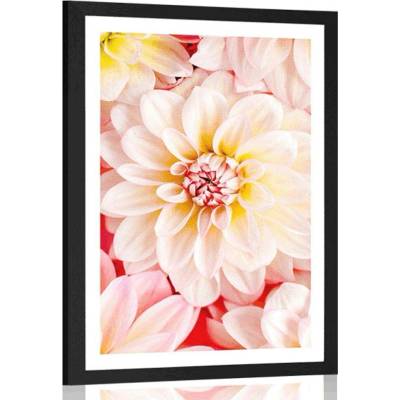 Plakát s paspartou pastelové květiny dálie - 40x60 black