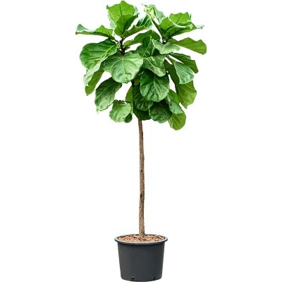 Ficus lyrata Stem 32/26 výška 190 cm