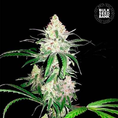 Bulk Seed Bank Special Lime Haze semena neobsahují THC 10 ks