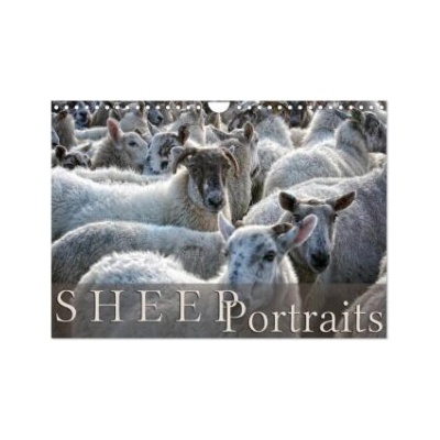 Calvendo Sheep Portraits (Wall Calendar 2026 DIN A4 landscape), CALVENDO 12 Month Wall Calendar | Calvendo, Martina Cross