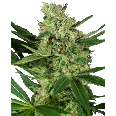 Sensi Seeds Pumpkin Spice Research semena neobsahují THC 10 ks