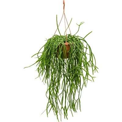 Rhipsalis trigona 25x50 cm