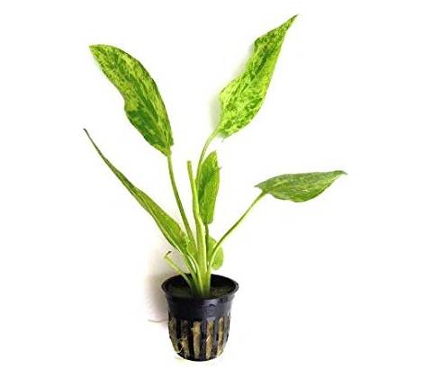 Echinodorus Marble Queen