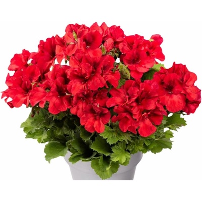 Muškát veľkokvetý Aristo Bright Red
