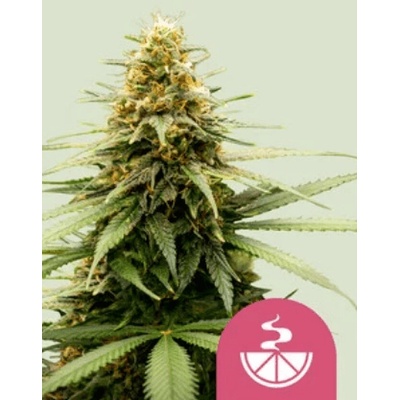 Royal Queen Seeds Feminizované semená kanabisu Lemon Skunk