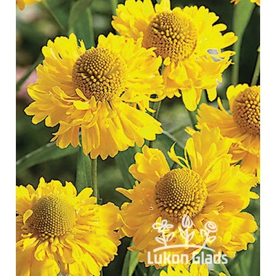 Helenium DOUBLE TROUBLE - záplevák