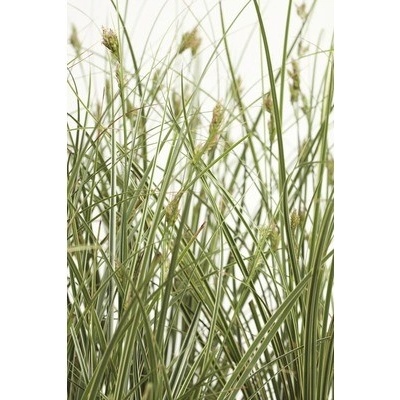 Ostřice větší FloraSelf Carex brunnea 'Variegata' výška 5-20 cm květináč Ø 14 cm