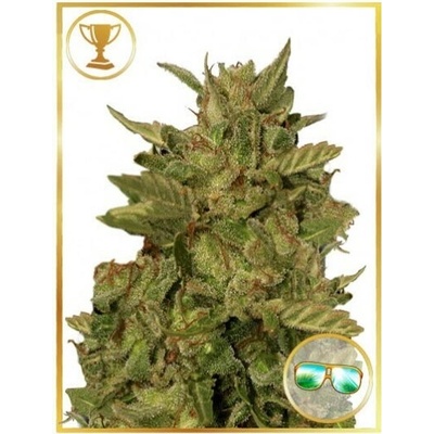 Mr. Hide Seeds Mr. California Pearl semienka neobsahujú THC 100 ks