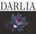 DARLIA: PETALS, CD