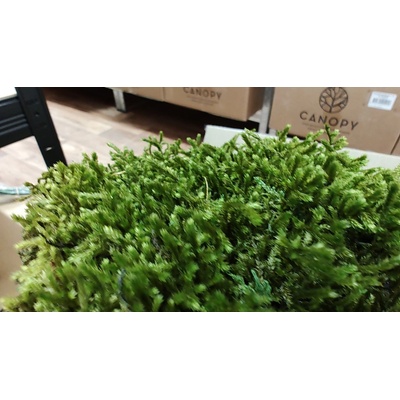 Long moss ( zelený )