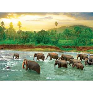 EUROGRAPHICS - Puzzle Save Our Planet: Rain Forest - 1 000 piese