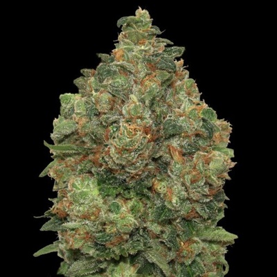 Advanced Seeds Auto Critical Soma semienka neobsahujú THC 1 ks