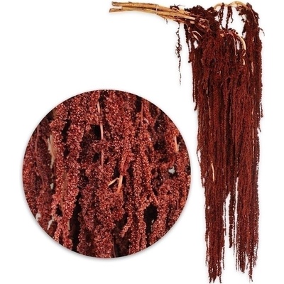Amaranthus 5ks/80-100cm hnědá
