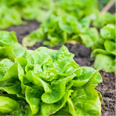 Šalát hlávkový Lento celoročný - Lactuca sativa - semienka - 500 ks