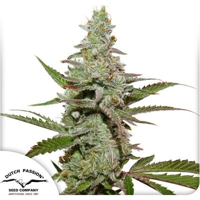 Dutch Passion Amsterdam Amnesia semena neobsahují THC 10 ks