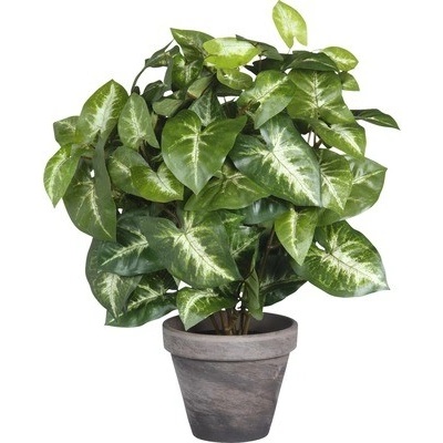 Umělá květina fittonia 35 cm zelená