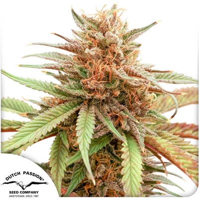Dutch Passion Durban Dew semienka neobsahujú THC 3 ks