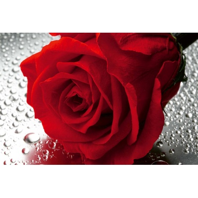 DIMEX ART Флизелинов фототапет детайл от червена роза 375 x 250 см
