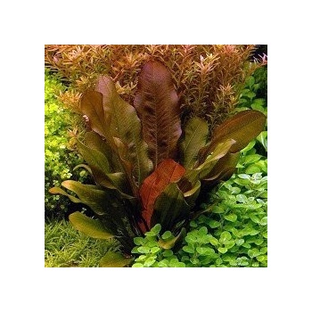 Echinodorus compacta
