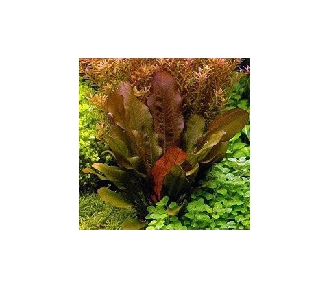 Echinodorus compacta