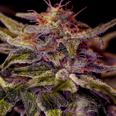 Positronics Z Valley semena neobsahují THC 5 ks