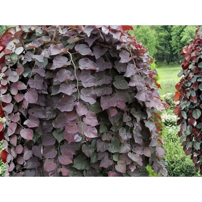 Judášovec kanadský Ruby Falls, výška 180-200 cm, kvetináč 20 l