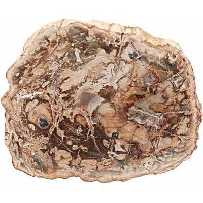 Nefertitis Zkamenělé dřevo leštěný řez 30 NF63914 - cca 10 x 9,2 cm, 282 g